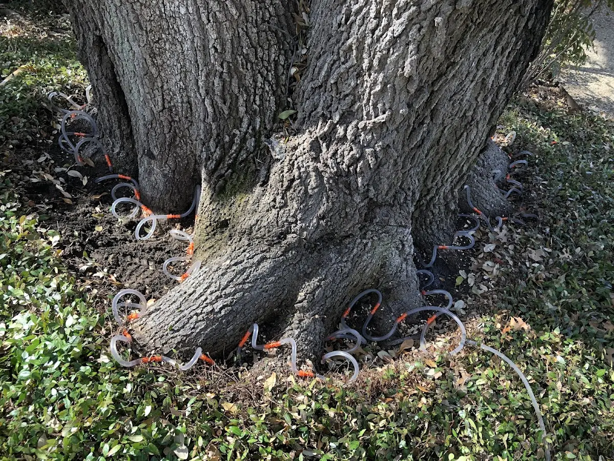 Detailed Tree Cabling and Bracing job site in Artois