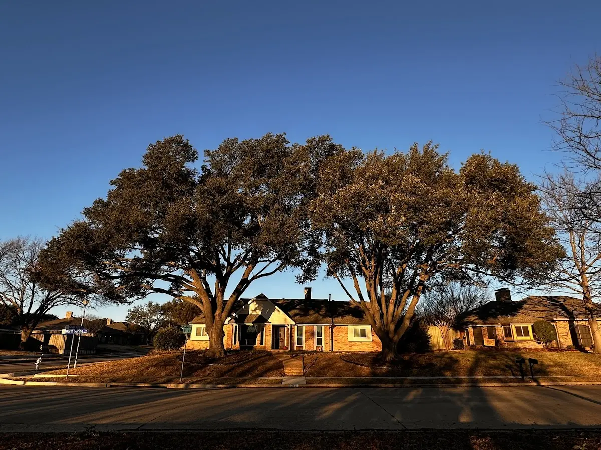 Established residential canopy tree shading a home in Artois